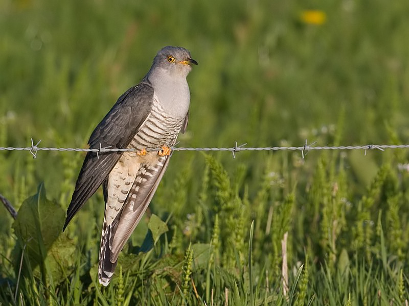 Cuculus canorus Koekoek Common Cuckoo